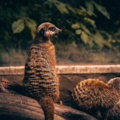 (Freepik)
