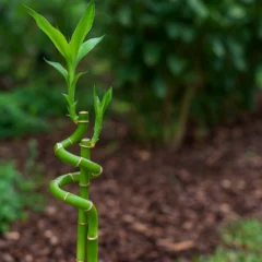 Bambu-da-sorte perde efeito energético quando cultivado em vasos pequenos sem renovação de água