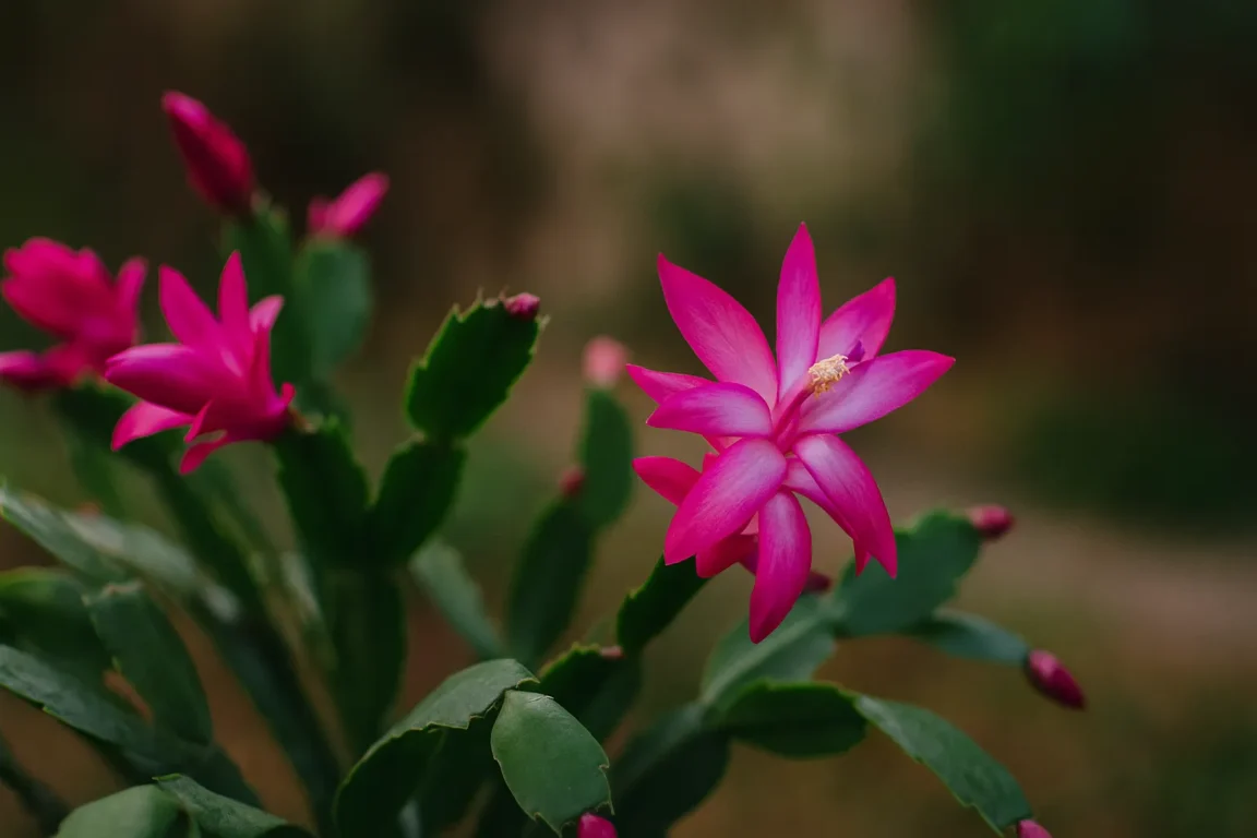 Jardineiros domésticos estão fazendo flor-de-maio florescer ajustando o intervalo da rega