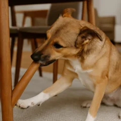 Cães roendo móveis revelam falta de estímulo mental — saiba o que mudar hoje