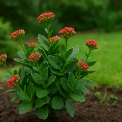 Jardineiros corrigem kalanchoe com flor pequena ajustando iluminação corretamente
