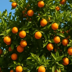Laranja consumida com casca reduz glicemia e protege contra diabetes silenciosa