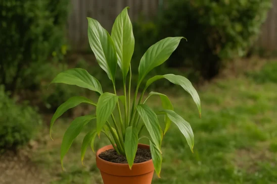 Lírio-da-paz sem flor há meses? A posição da planta dentro de casa pode estar bloqueando tudo
