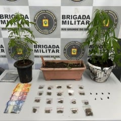 Homem é preso com dois pés de maconha em Caxias do Sul