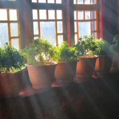 4 plantas que crescem muito mais rápido se for posicionadas perto da janela (2)