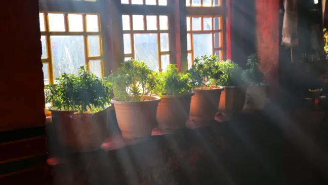 4 plantas que crescem muito mais rápido se for posicionadas perto da janela (2)