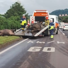 Atropelamento de dois búfalos causa interrupção parcial na ERS-122, em São Sebastião do Caí