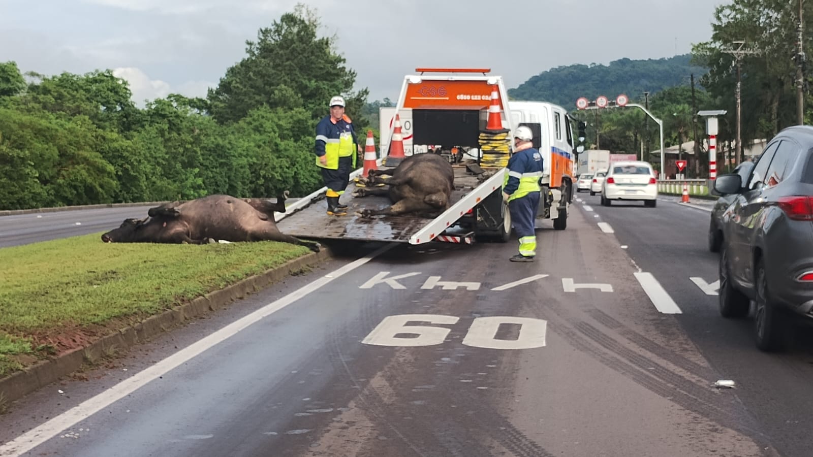 Atropelamento de dois búfalos causa interrupção parcial na ERS-122, em São Sebastião do Caí