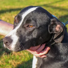 Bento Gonçalves contabiliza quase 16 mil cães e gatos em levantamento domiciliar
