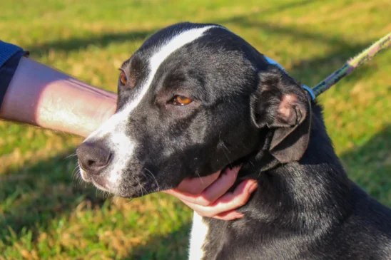 Bento Gonçalves contabiliza quase 16 mil cães e gatos em levantamento domiciliar