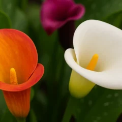 Lírio de Calla Lírio de Calla