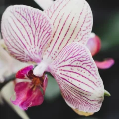 Cattleya - Foto by Freepik