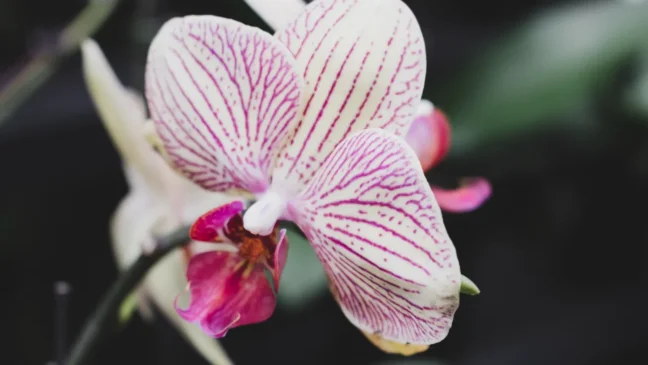 Cattleya - Foto by Freepik