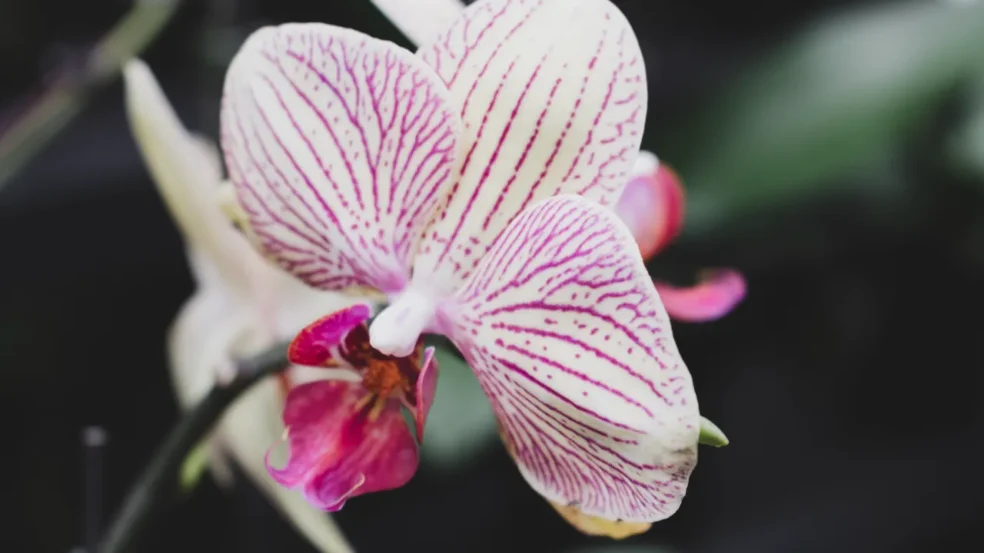 Cattleya - Foto by Freepik