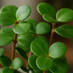 Peperomia Hope
