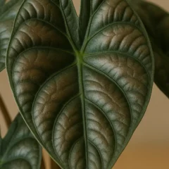Planta pulmão-de-aço 5 receitas para adubar sua alocasia Cuprea