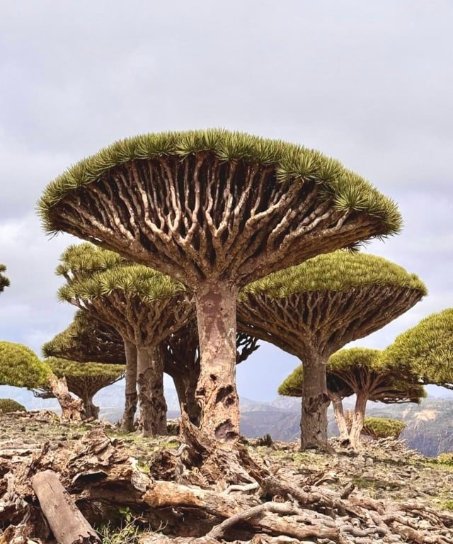 Saiba tudo sobre a árvore sangue-de-dragão, que Anitta fotografou na ilha de Socotra