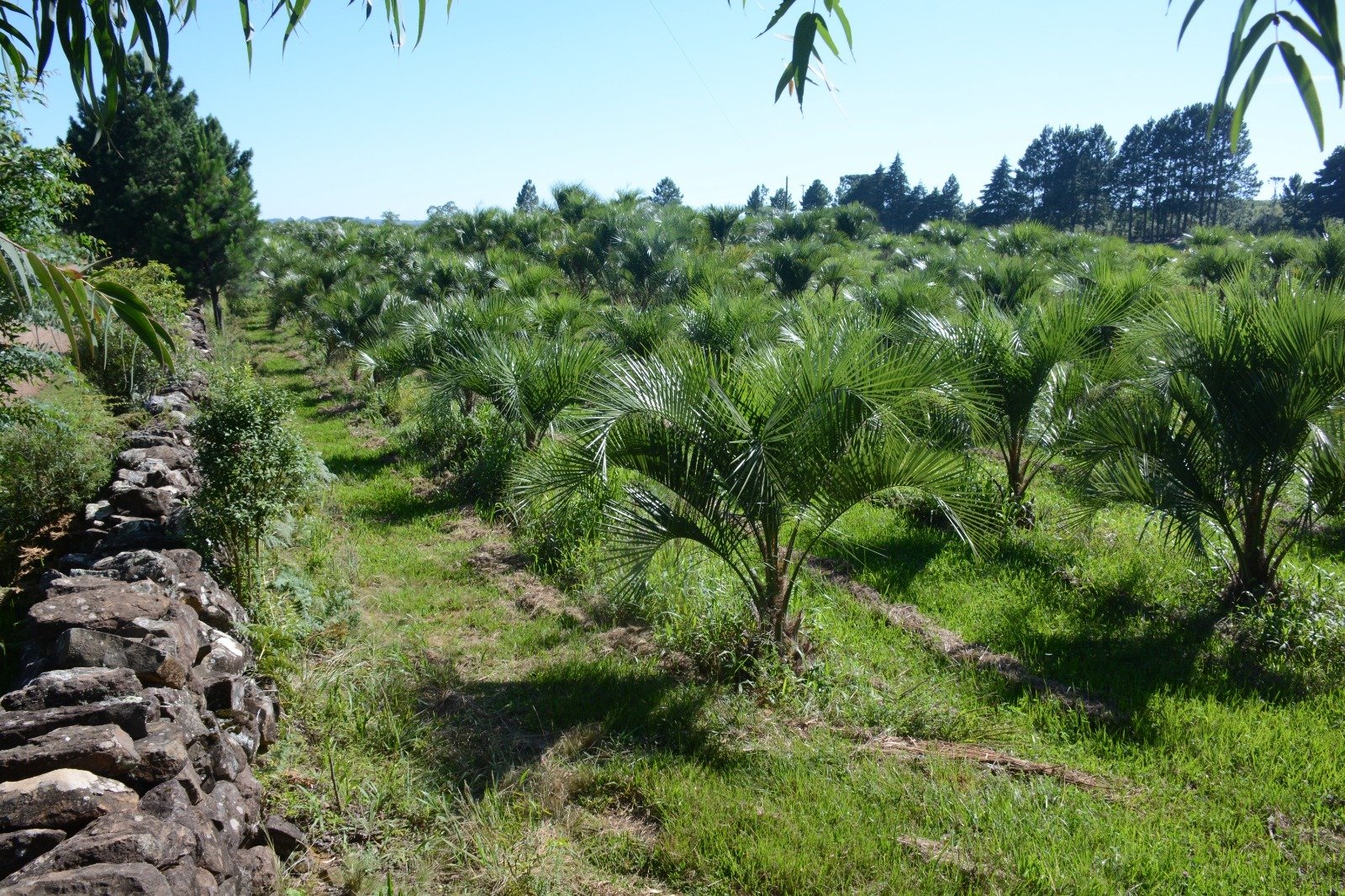 Serra Gaúcha é cenário de pesquisa sobre o butiá-da-serra e ameaças à espécie nativa