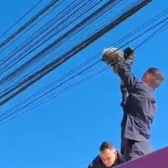 Ouriço é resgatado em fiação telefônica no bairro Botafogo, em Bento Gonçalves