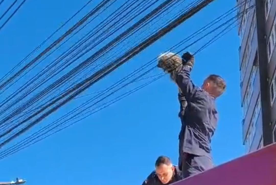 Ouriço é resgatado em fiação telefônica no bairro Botafogo, em Bento Gonçalves Ouriço é resgatado em fiação telefônica no bairro Botafogo, em Bento Gonçalves