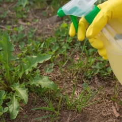 detergente de louça para acabar com ervas daninhas detergente de louça para acabar com ervas daninhas