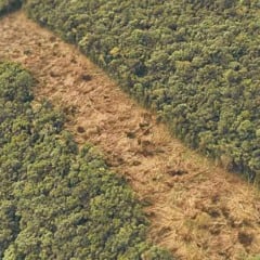 O terreno é desabitado, o que impossibilitou a identificação de responsáveis ou do proprietário. (Reprodução)