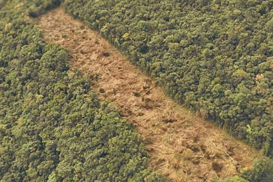 O terreno é desabitado, o que impossibilitou a identificação de responsáveis ou do proprietário. (Reprodução)