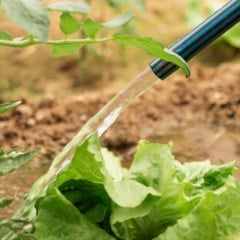 Jardineiro irrigando alface com mangueira no jardim