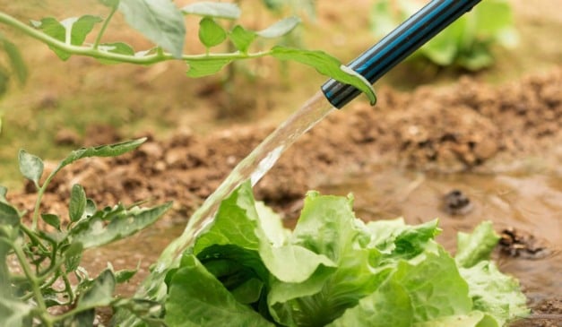 Jardineiro irrigando alface com mangueira no jardim Jardineiro irrigando alface com mangueira no jardim