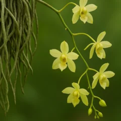 orquídea sem folhas