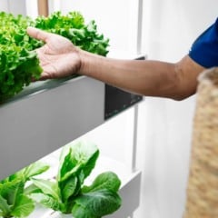 Pessoa colhendo alface fresca em sistema de cultivo hidropônico vertical.
