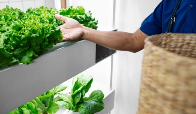 Pessoa colhendo alface fresca em sistema de cultivo hidropônico vertical. Pessoa colhendo alface fresca em sistema de cultivo hidropônico vertical.