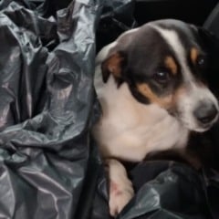 Cão atropelado é resgatado no bairro Ouro Verde em Bento Gonçalves