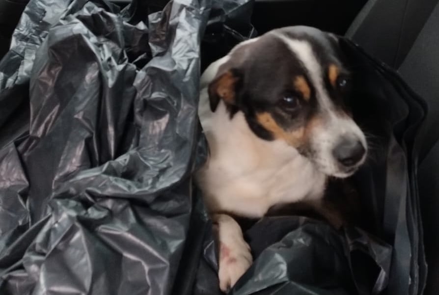 Cão atropelado é resgatado no bairro Ouro Verde em Bento Gonçalves Cão atropelado é resgatado no bairro Ouro Verde em Bento Gonçalves