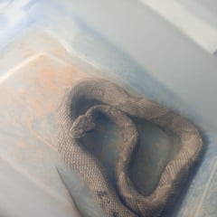 Cobra capturada no bairro Fátima.