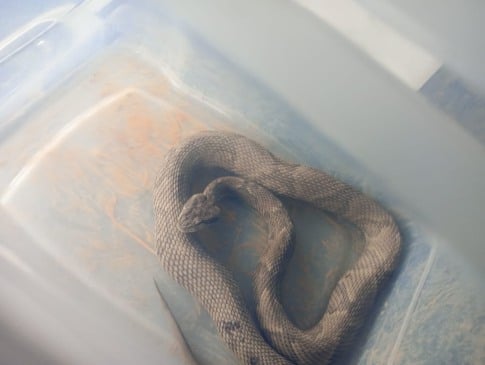 Cobra capturada no bairro Fátima.