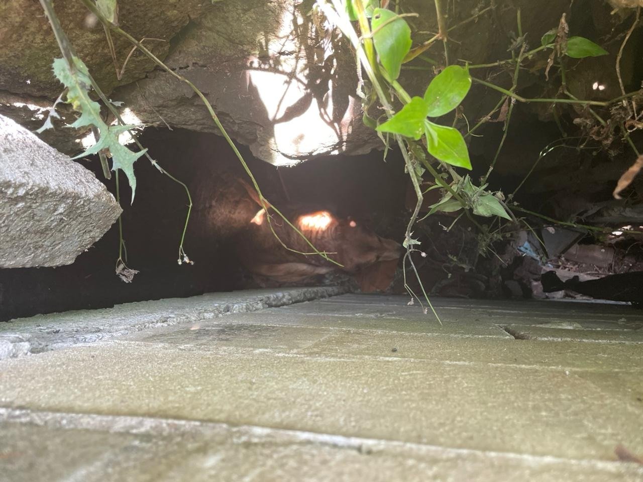 Cachorro é resgatado de buraco de três metros no bairro Santa Rita, em Bento Gonçalves