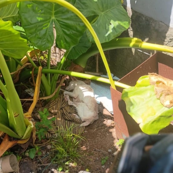 O animal apresentava além da desnutrição, infecções pelo corpo, sem alimentação e total abandono. (Foto: Semseg)