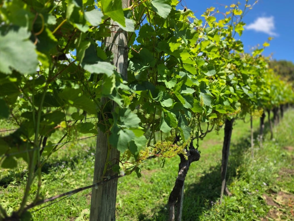 (Consevitis/Divulgação)