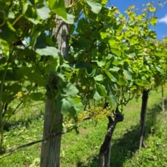 (Consevitis/Divulgação)