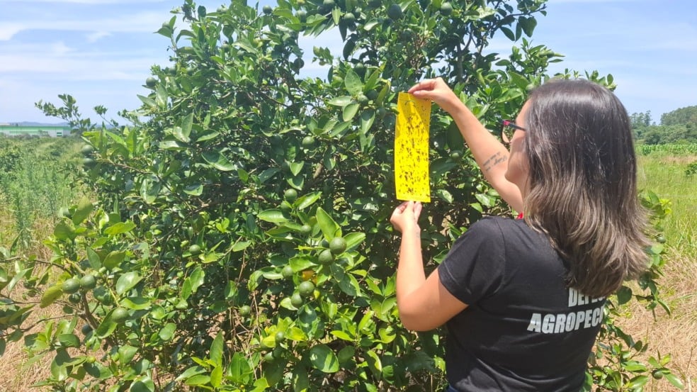 Fotos: Fernando Dias/Ascom Seapi Fotos: Fernando Dias/Ascom Seapi