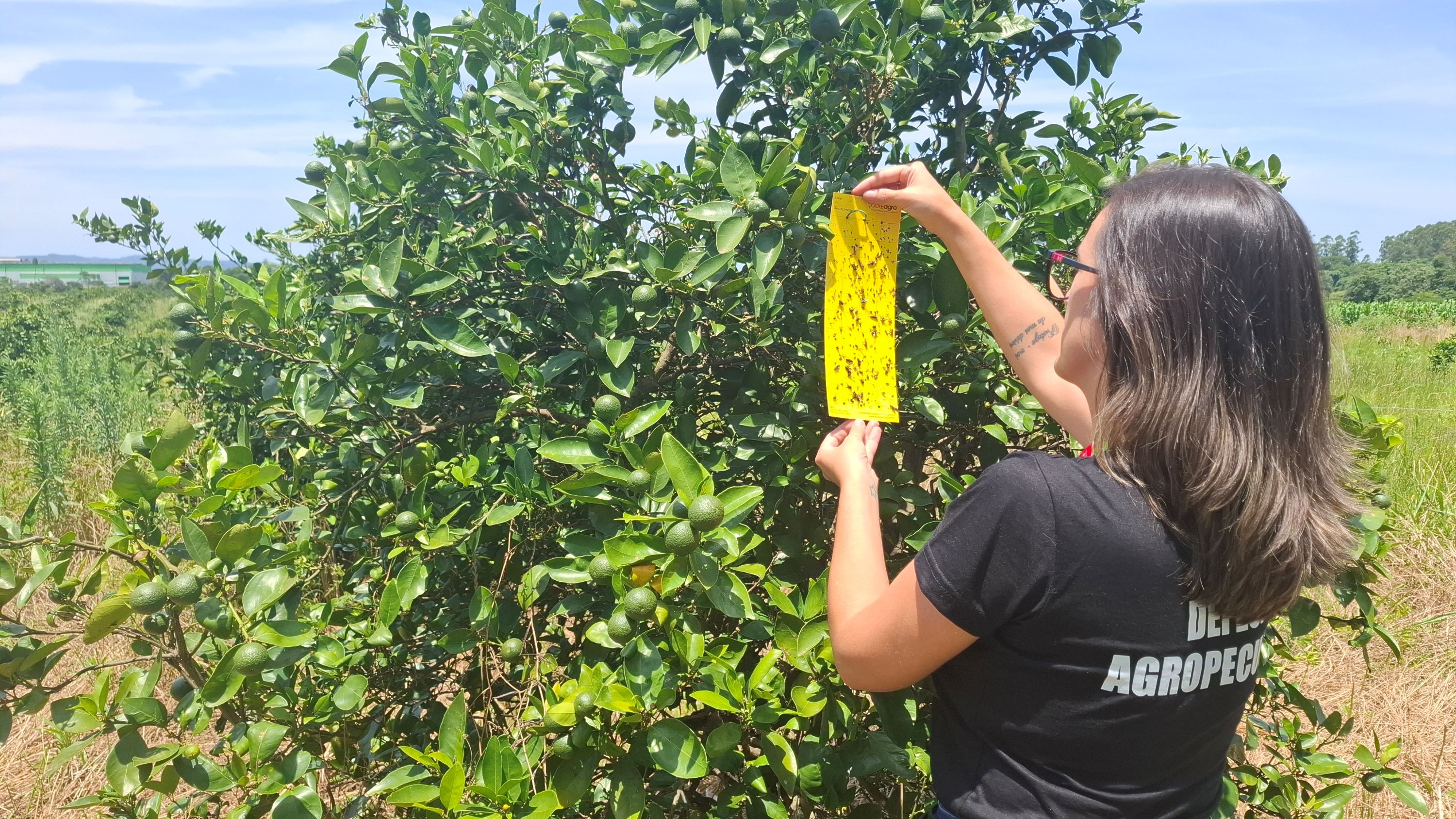 Agricultura intensifica monitoramento de doença que ameaça pomares do RS