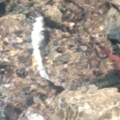 (Foto: Divulgação) 