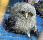 Foto: 3ª CiaBm/Divulgação