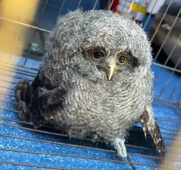 Foto: 3ª CiaBm/Divulgação