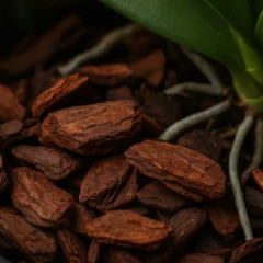 Casca de pinus na orquídea