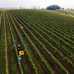 Modelo de viticultura sustentável da Serra Gaúcha será apresentado na COP30