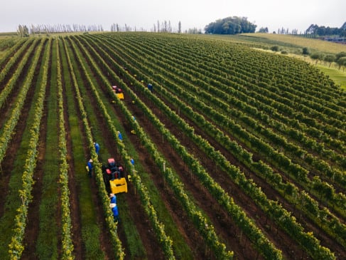 Modelo de viticultura sustentável da Serra Gaúcha será apresentado na COP30