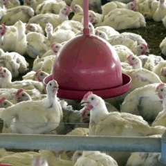 Foto: Agência Brasil