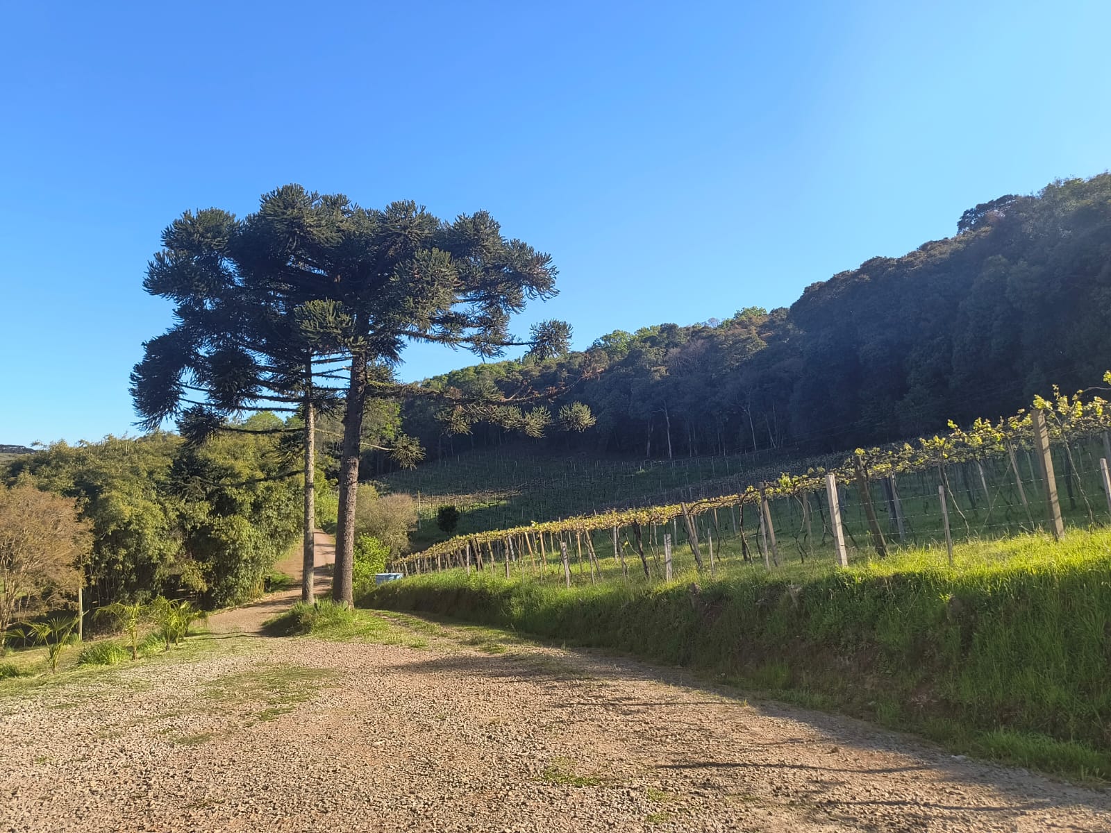 Nova agroindústria familiar de Caxias do Sul, Vinícola Casa Hevian será inaugurada sexta-feira (14)